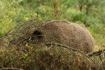 Wild zwijn in kreupelhout, Veluwe